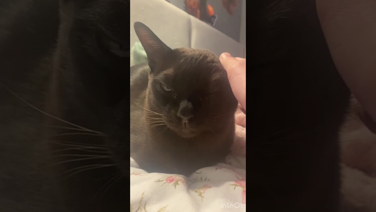 Красивые няшки 😍🐱