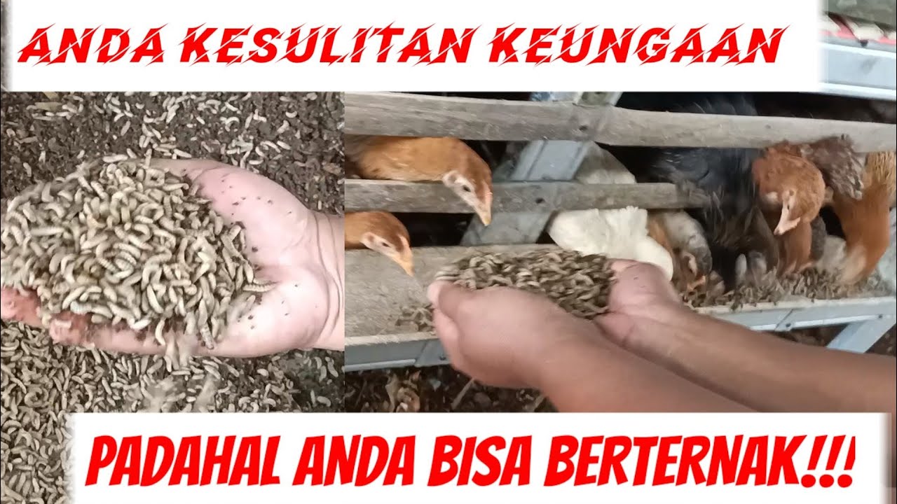 241.CUMAN PEMALAS!!YANG KESULITAN KEUANGAN PADAHAL BISA BERTERNAK!!!
