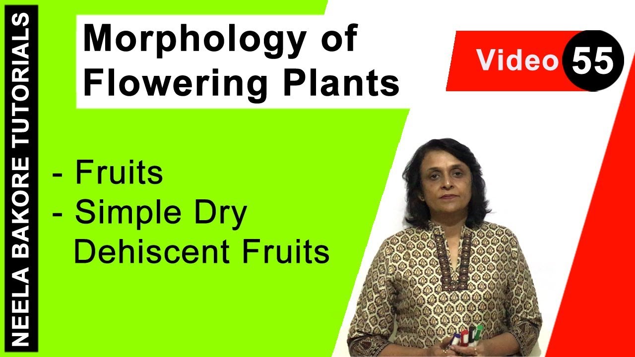 Morphology of Flowering Plants | NEET | Fruits - Simple Dry Dehiscent Fruits | Neela Bakore Tutorial