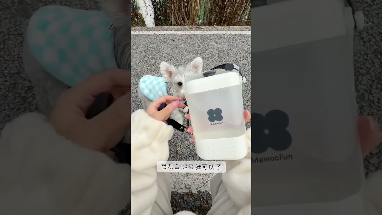 It s the 25th day since the new dog arrived home. It s the outing day for the three-month-