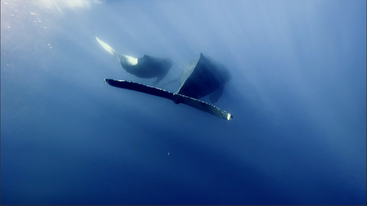Relax, take a 5 minute break, Whale music