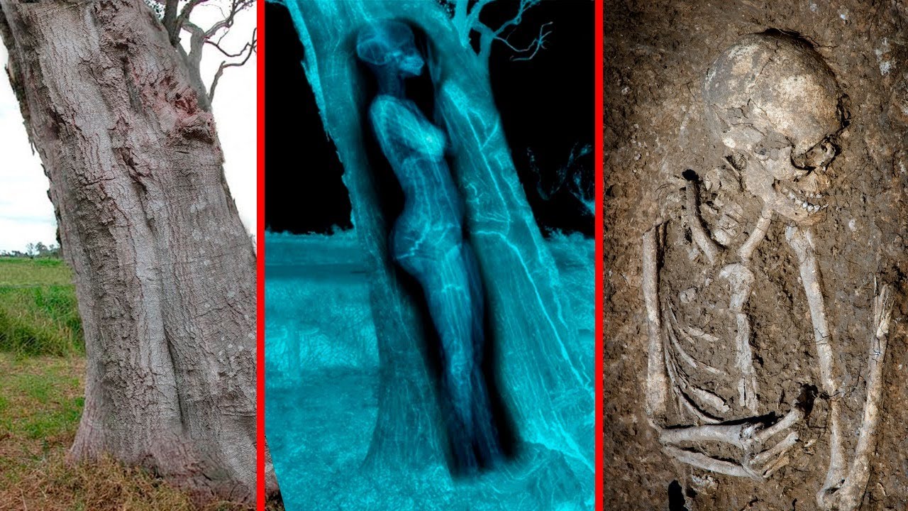 What They Found Hidden In This Tree SHOCKED Everyone!