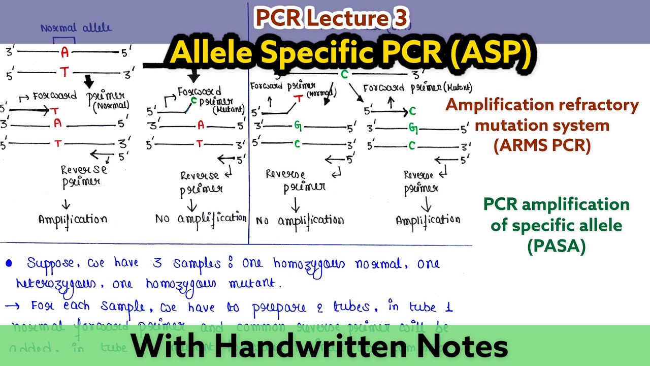Allele specific PCR | Amplification refractory mutation system| PCR amplification of specific allele