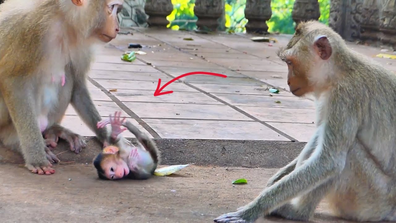 Adorable Baby Monkey Learns to Walk with Loving Family Support 🐒💛
