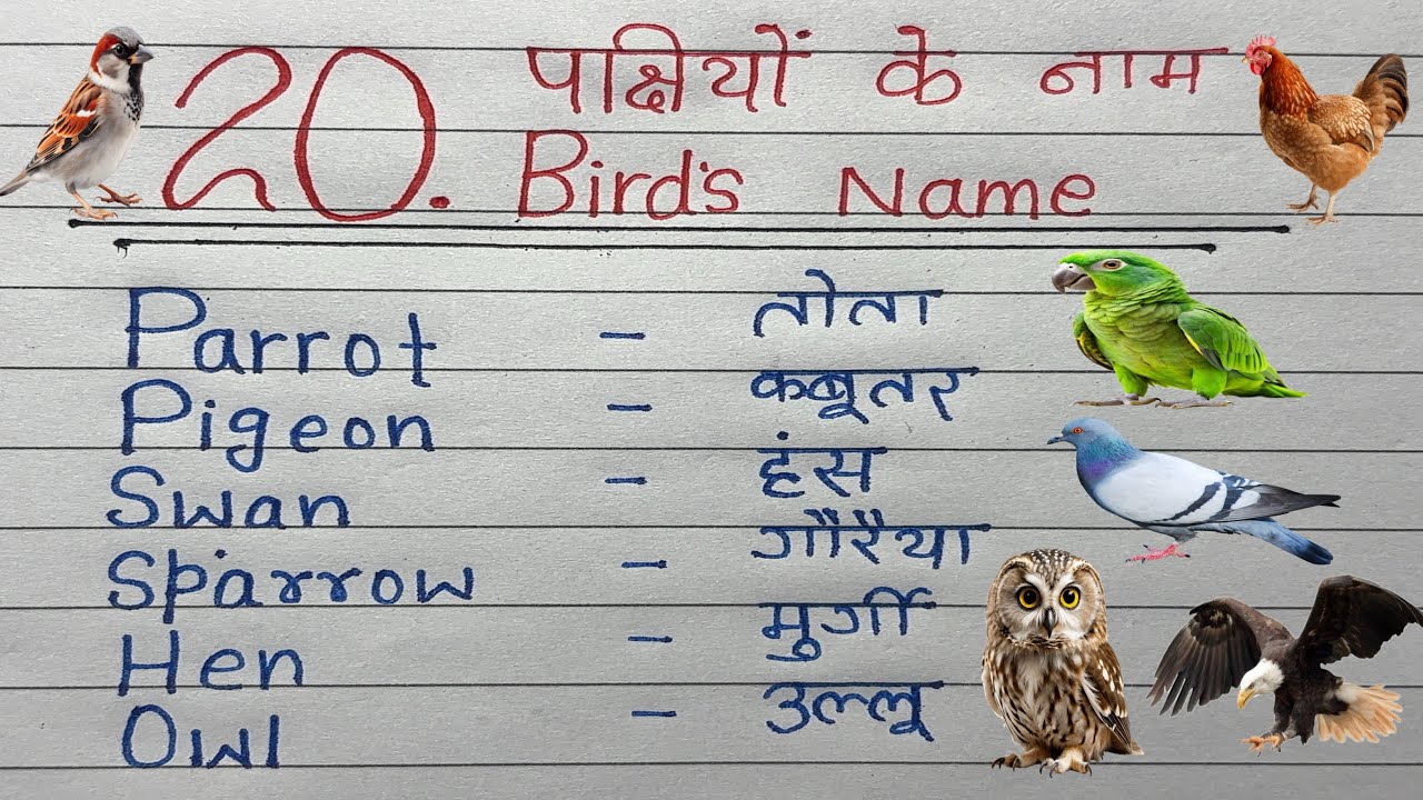 20 Birds Name in English and Hindi | 20 पक्षियों के नाम हिन्दी और अंग्रेज़ी में | Birds Name 