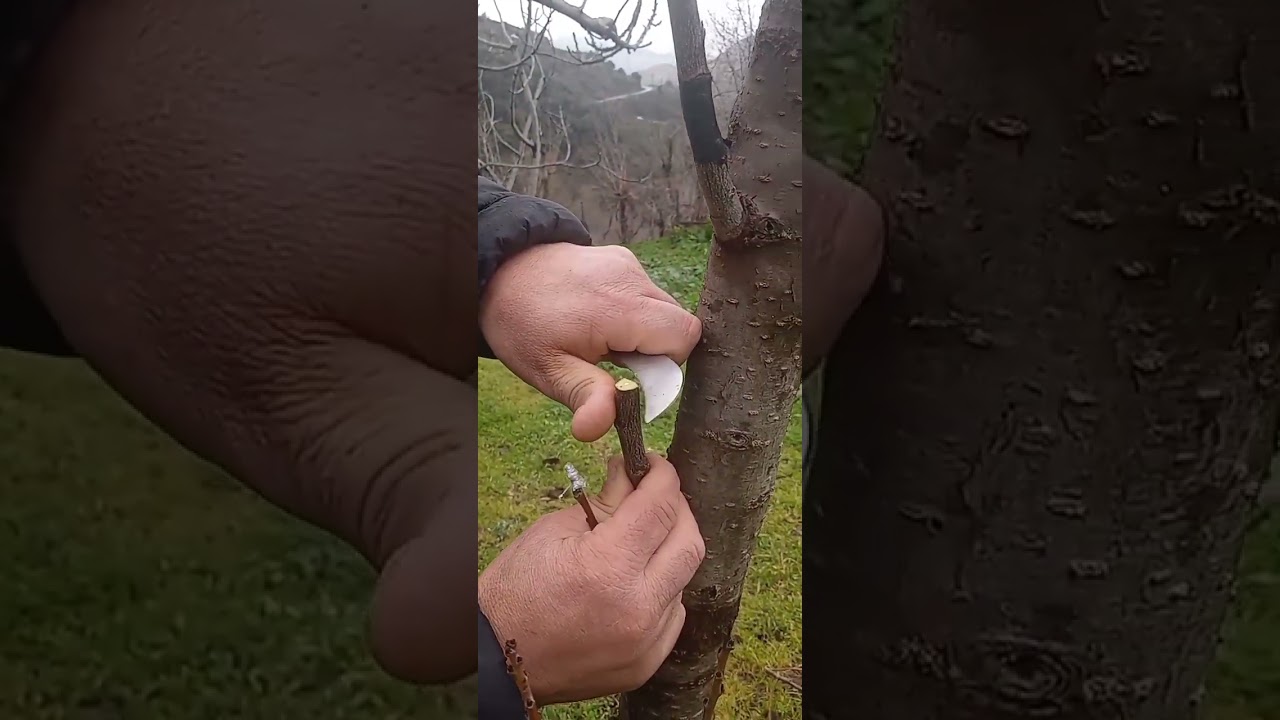 طريقة تطعيم المشمش على البرقوق بطريقة الشق #2025#greffage d'abricots en fente #apricot split graft