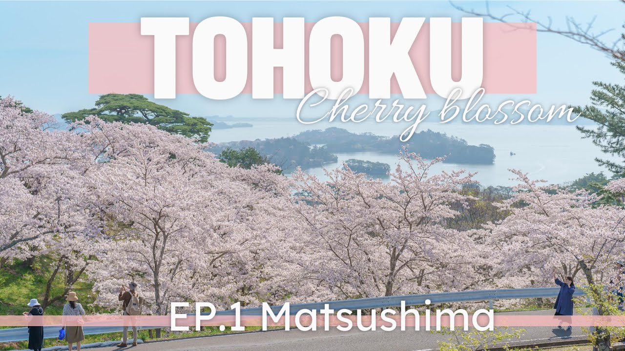 Cherry blossom in Tohoku 🇯🇵 EP. 1 | Matsushima bay , Cafe , Foods