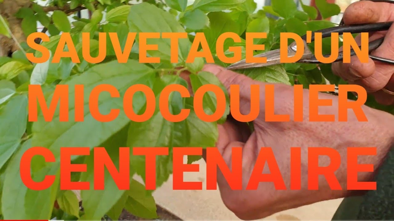SAUVETAGE D'UN MICOCOULIER DE CHINE CENTENAIRE