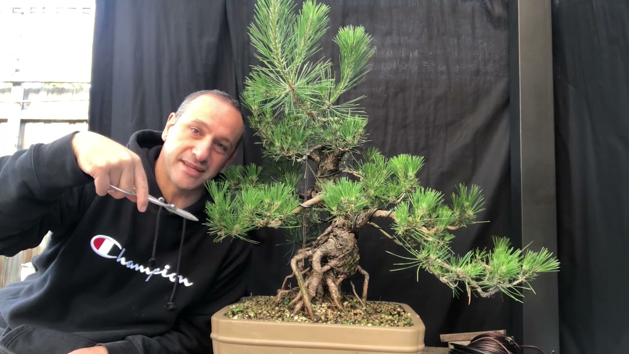 Japanese black pine decandling, needle plucking and wiring (December) Summer 2021