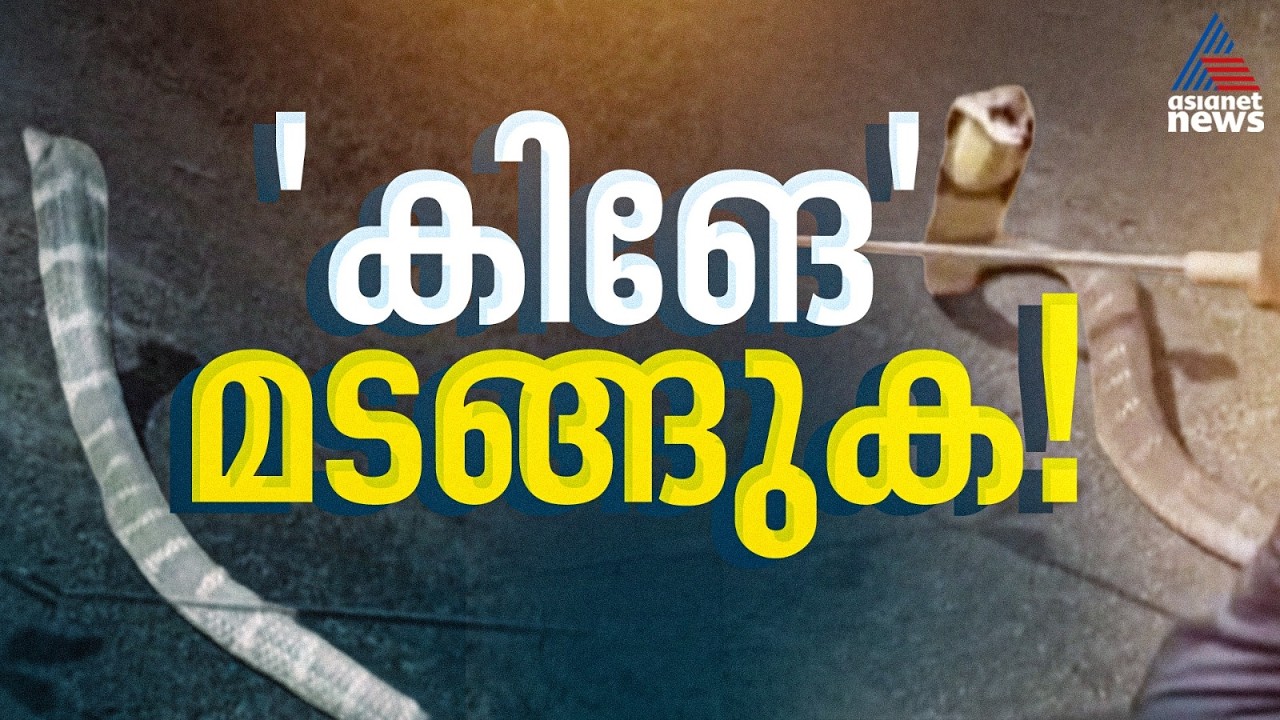 ഭൂതത്താൻകെട്ടിൽ കൂറ്റൻ രാജവെമ്പാലയെ പിടികൂടി