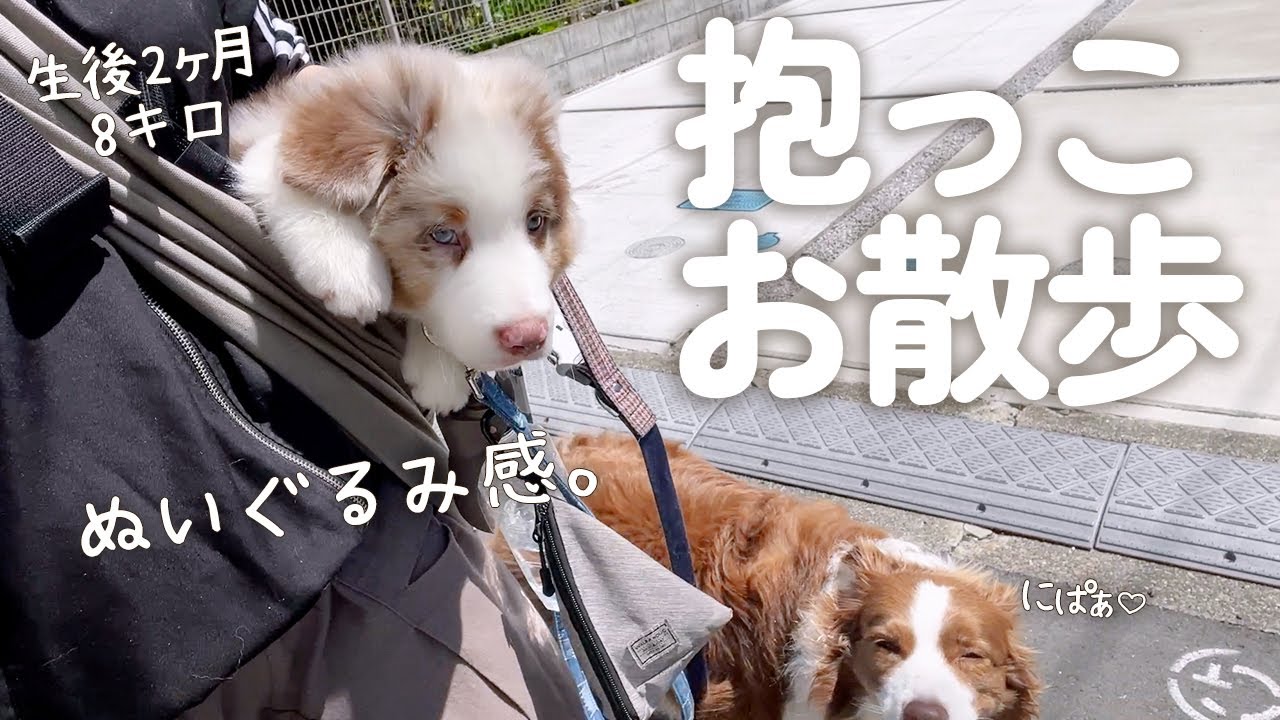 抱っこマンな先住犬を見て抱っこ好きになってきた生後2ヶ月子犬【ボーダーコリー・オーストラリアンシェパード】