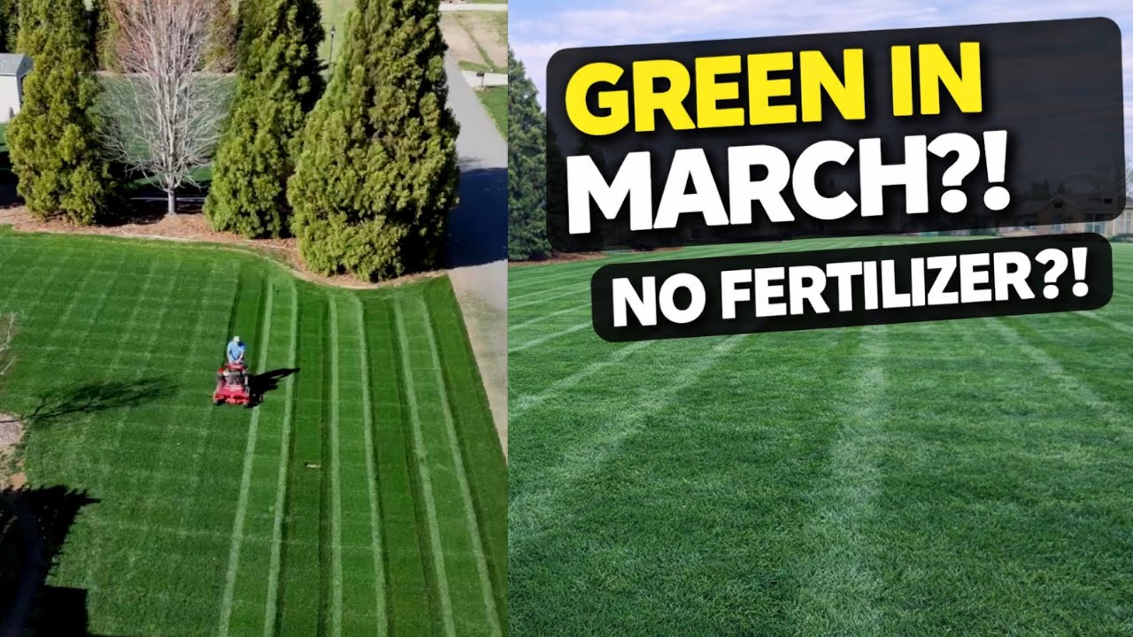 Как мой газон в марте стал ТЕМНО-ЗЕЛЕНЫМ (без использования удобрений!)