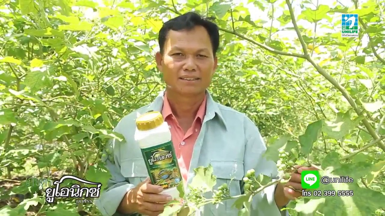 เกษตรยูโอนิกซ์ มะเขือพวง