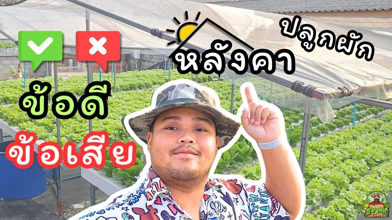 ข้อดี-ข้อเสีย หลังคาปลูกผัก มีอะไรบ้าง? | O'ponic Farm