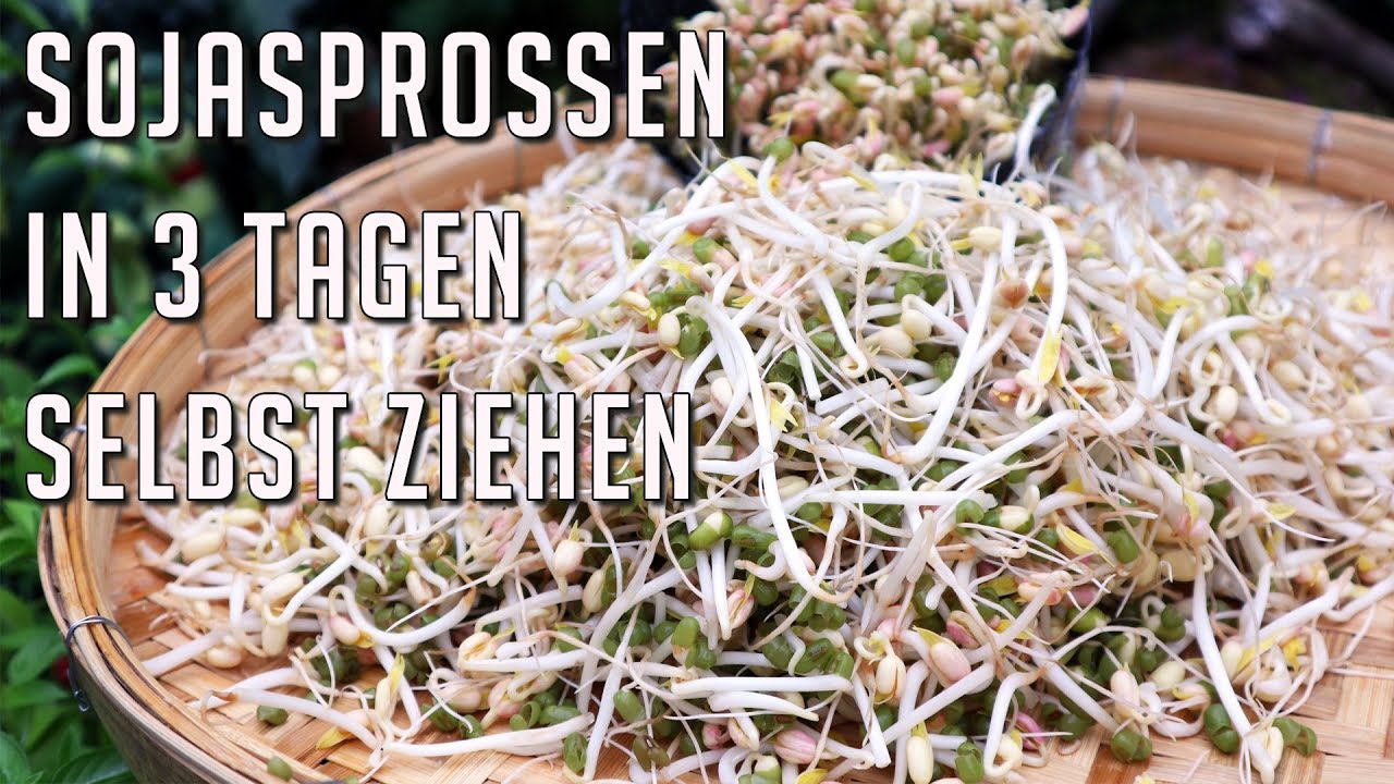 MUNGBOHNENSPROSSEN in Kochtopf & Salatschleuder in 3 Tagen selber ziehen | Ohne Keimgerät einfach