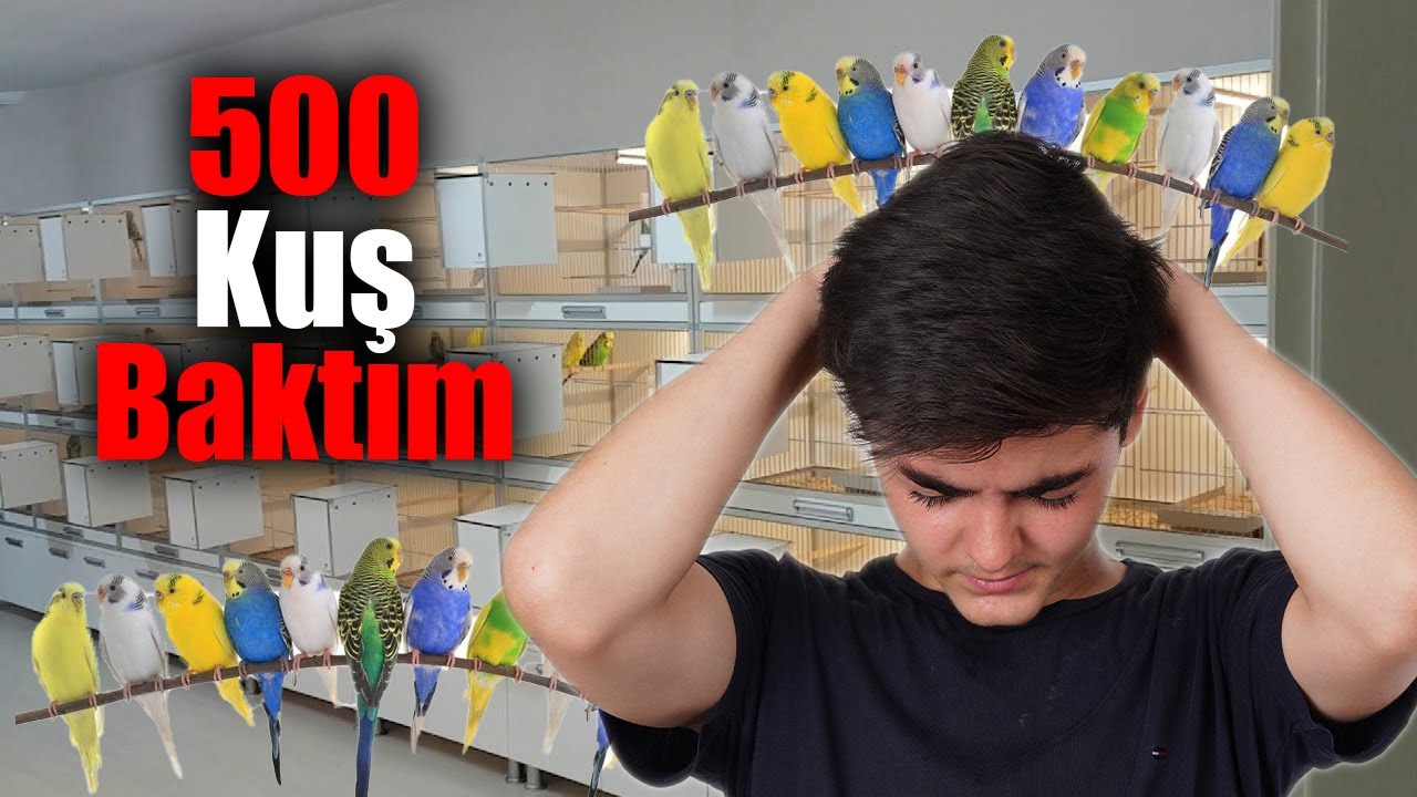 500 KUŞ BAKTIM!!! @senmankusevi9531