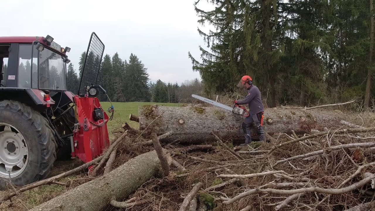 Sturmholz 1,4m Fichte aufarbeiten mit Stihl 056 und IHC Case940. Cutting big trees after a windthrow
