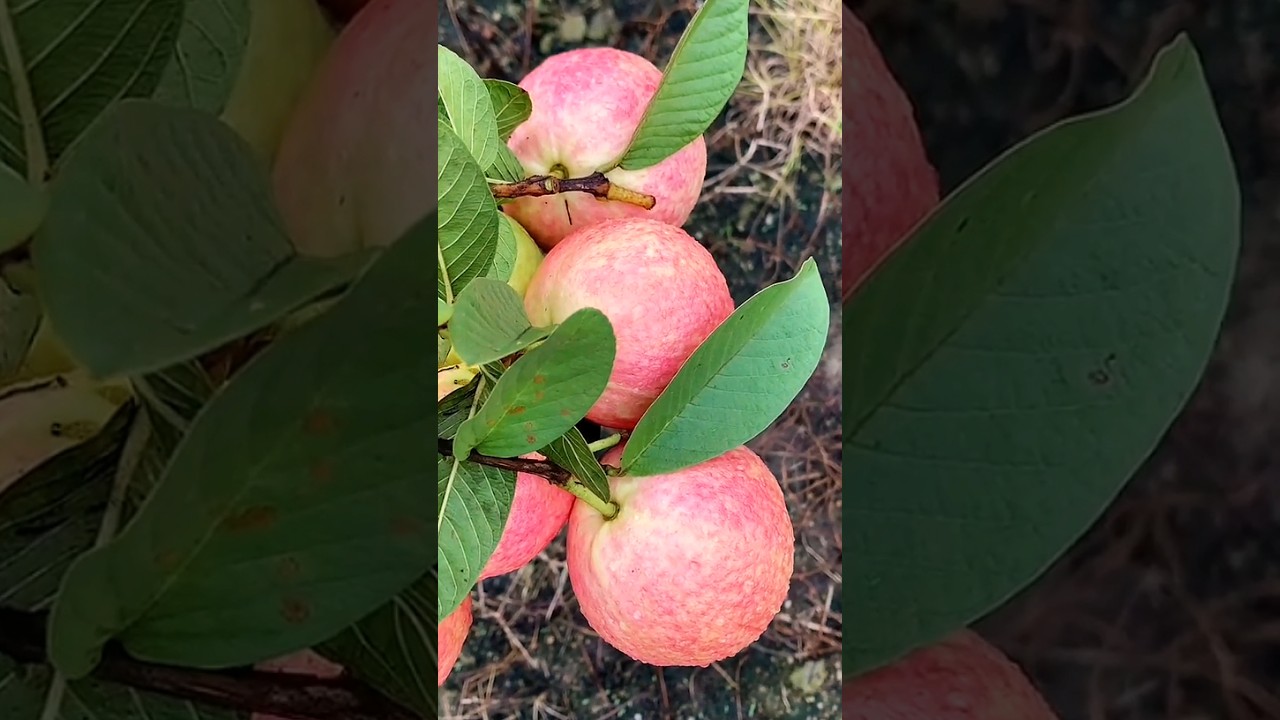 Jambu kristal merah yang mudah sekali berbuah #jambukristalmerah #shorts