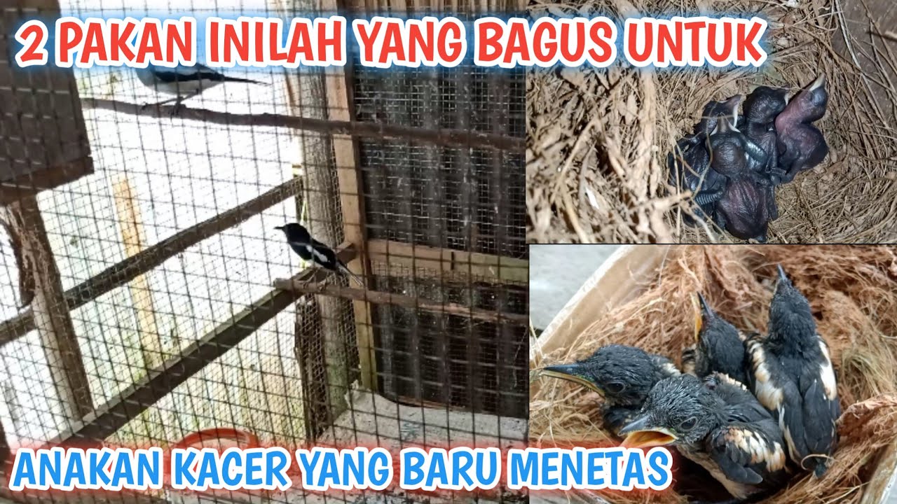 PAKAN YANG BAGUS UNTUK ANAKAN KACER YANG BARU MENETAS SAMPAI PANEN