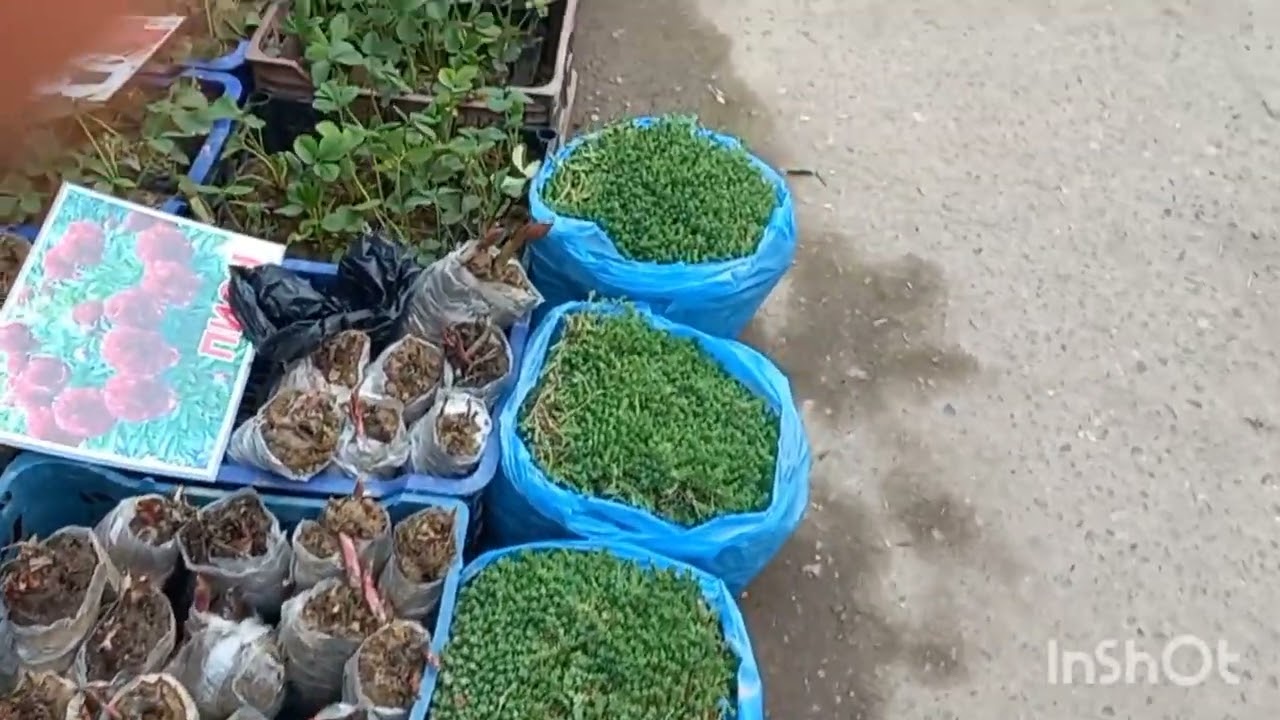 15 МАРТ ЧОРСУ ГУЛЛАРИ🌿☘️🍀🍁🌱🪴🌲🌿☘️🍀🪴🌲🍁🍁⚘️🪻🌷🪷🏵🌿☘️🌵🌾