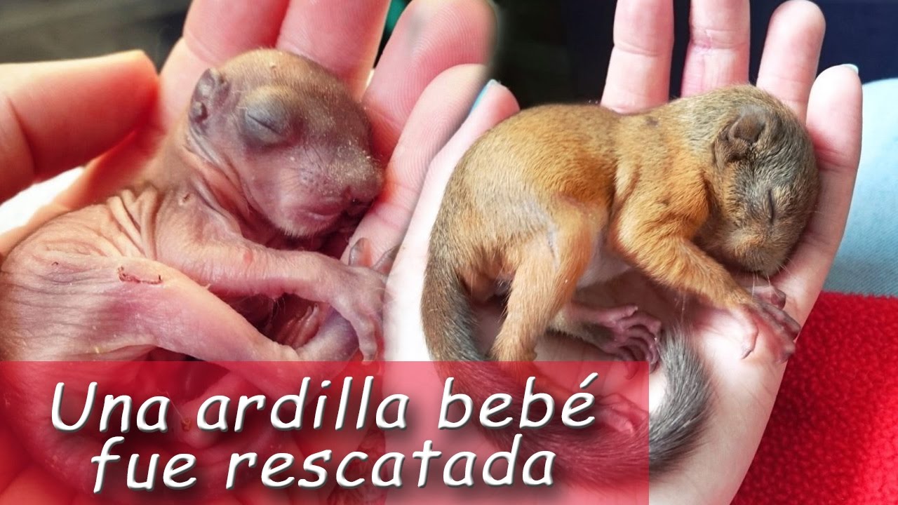 20 | Una ardilla bebé fue rescatada