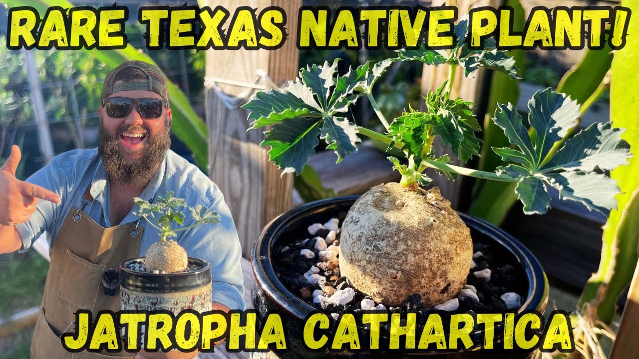 RARE TEXAS NATIVE PLANT! | Jatropha cathartica 