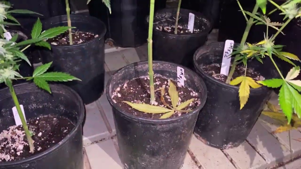 GROW FACILITY PEEPING(GROWING WITH LOVE)#oklahoma #growfacility #newgrower