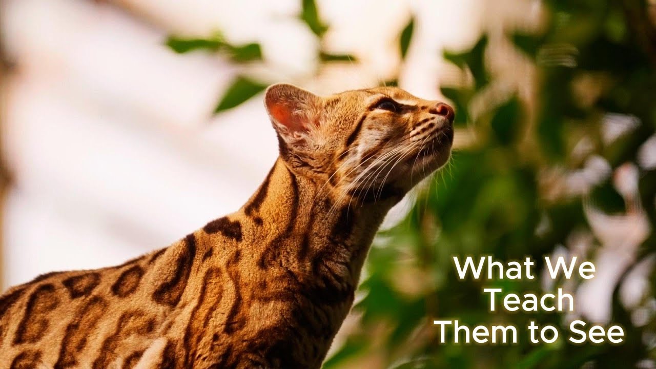 HR 7159 Attacks Big Cat Public Safety Act
