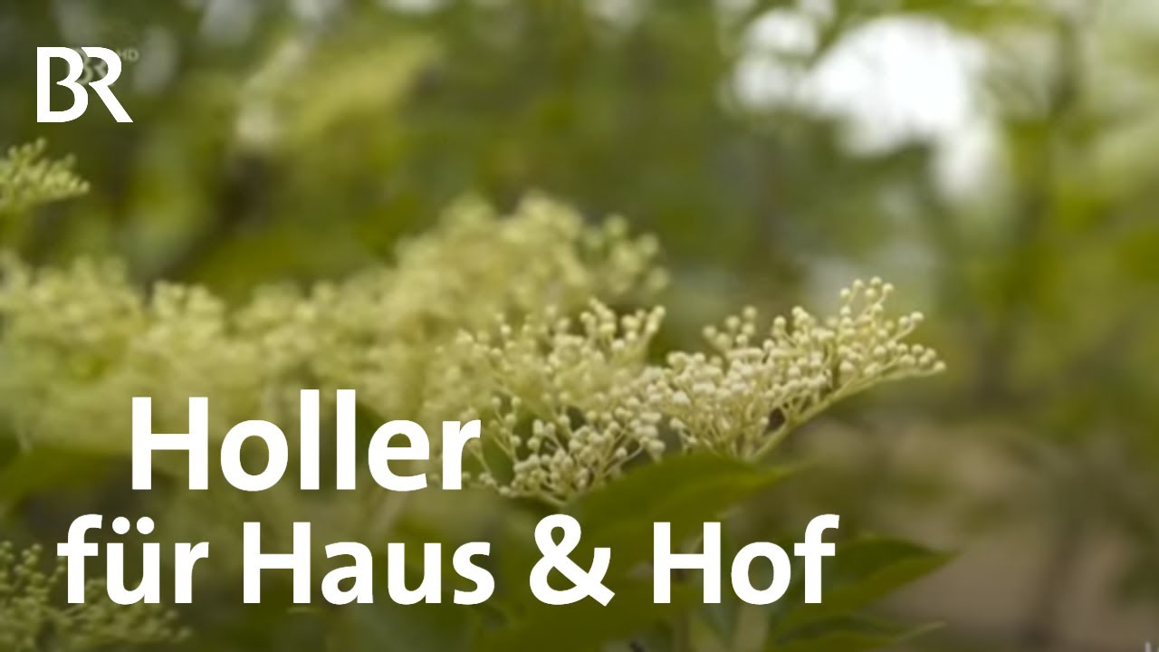Hotel und Holunder: Die Hollerhöfe in Waldeck | Regionales Powerfood | Wir in Bayern | BR