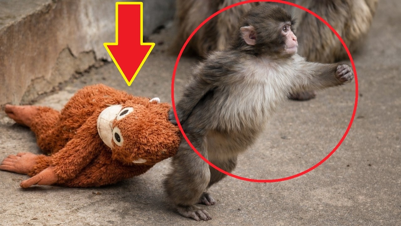 Viral Baby Monkey Punch Is Finally Happy Again In His Life 💛