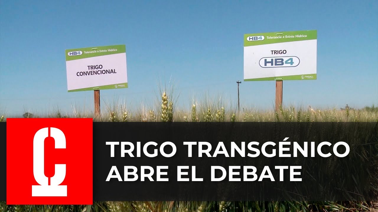 Trigo HB4: cautela de la industria y los exportadores