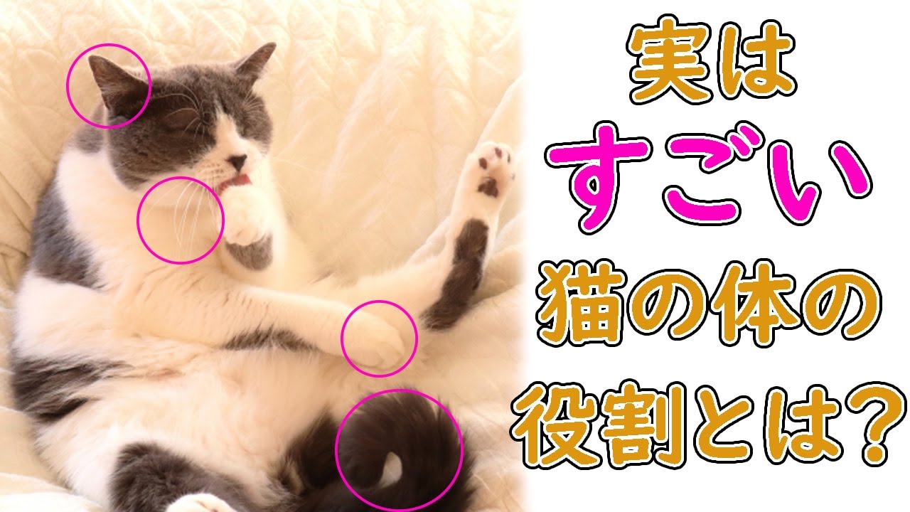 実はすごい猫の体の部位の役割について解説してみました。
