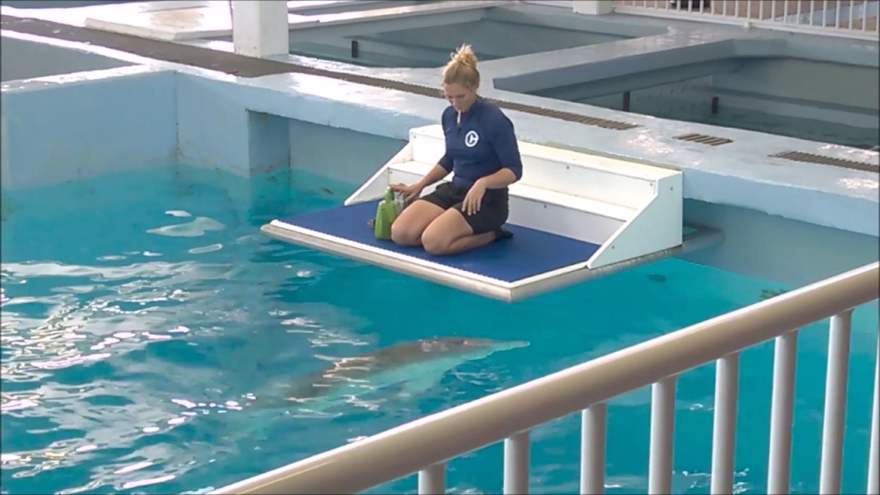 Winter and Hope at Clearwater Marine Aquarium