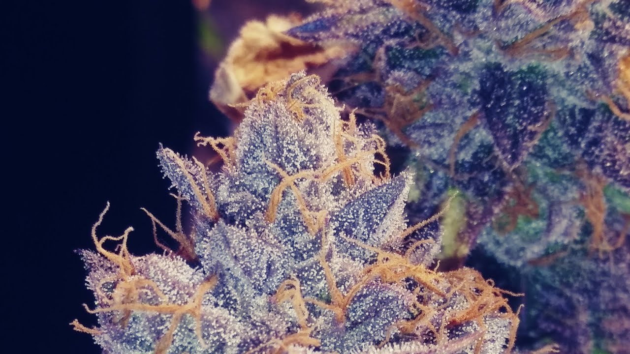 How I double flush my cannabis plants to finish in 60-65 days of flower