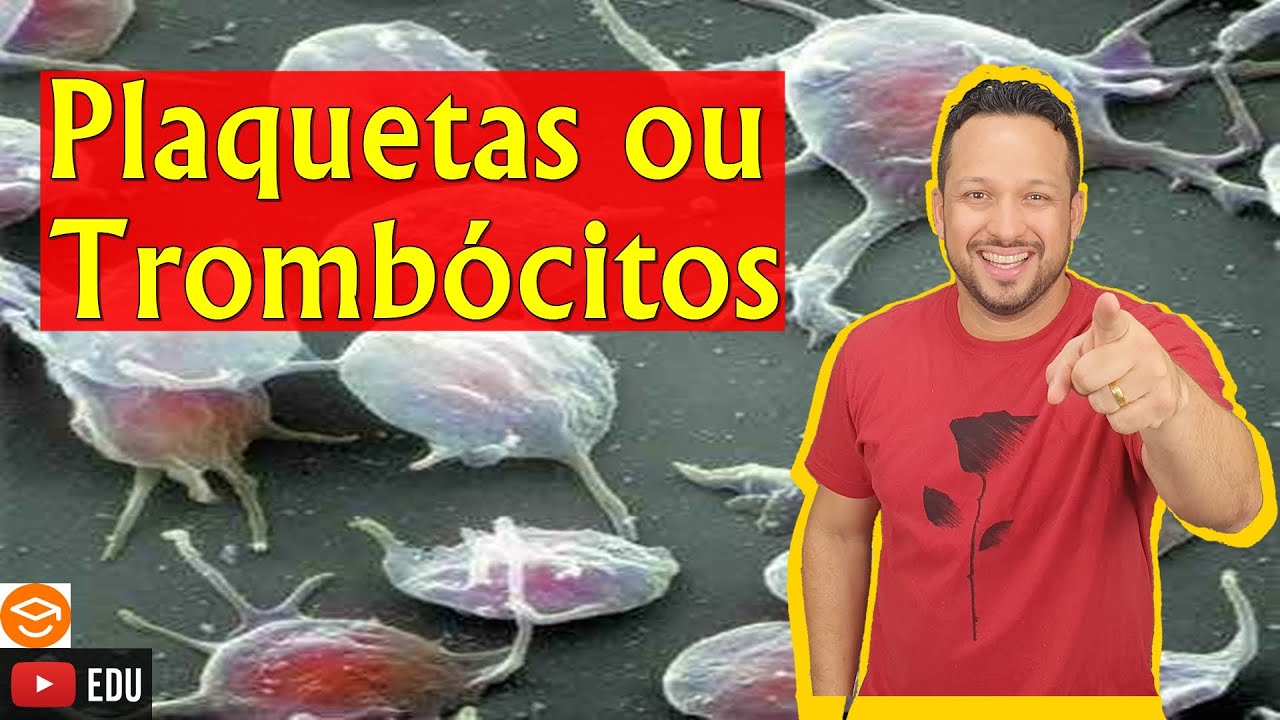 Plaquetas ou Tromb&oacute;citos - Elementos Figurados do Sangue - Sangue - Tecido Sangu&iacute;neo
