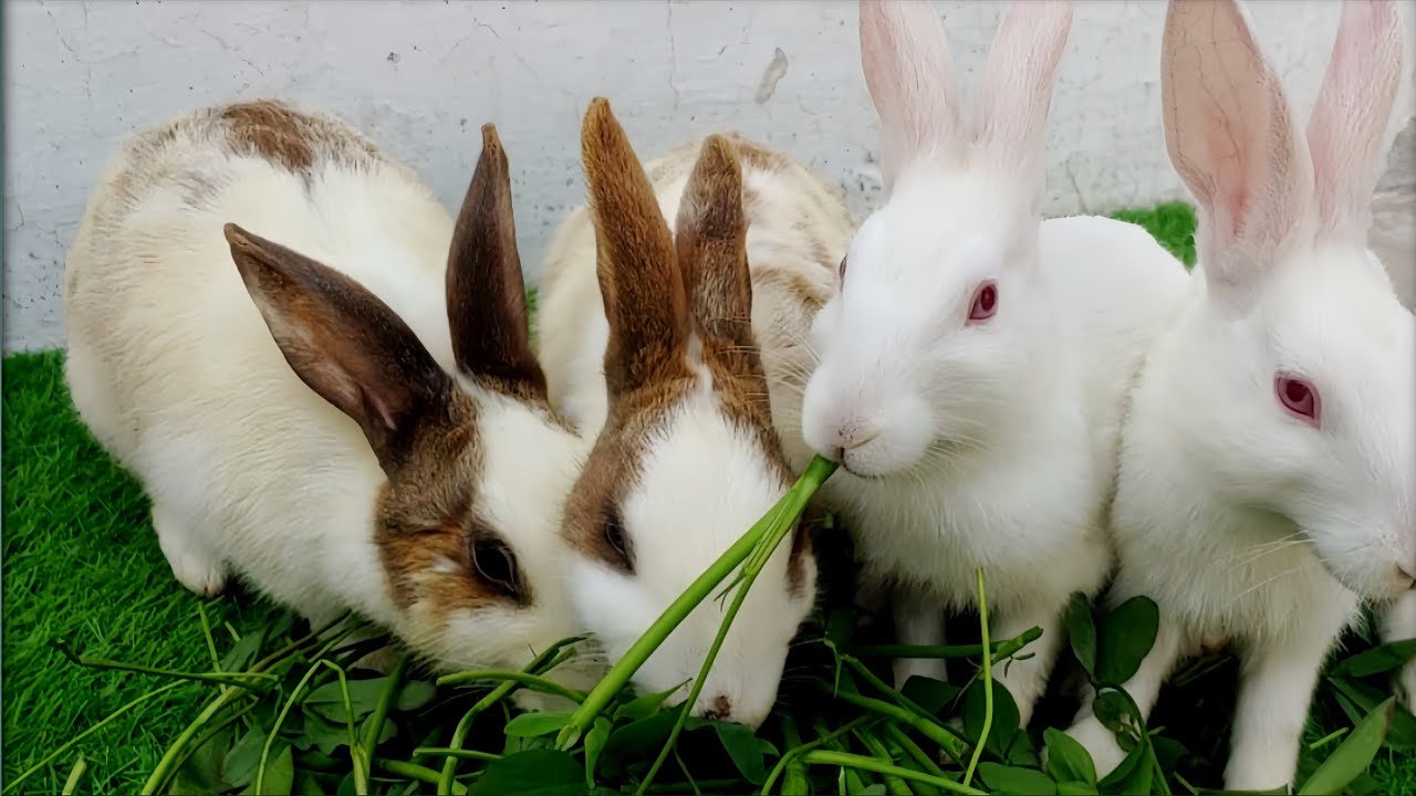Cute Colorful Rabbits Eating Happily | Adorable Rabbit Moments 🐰🌈