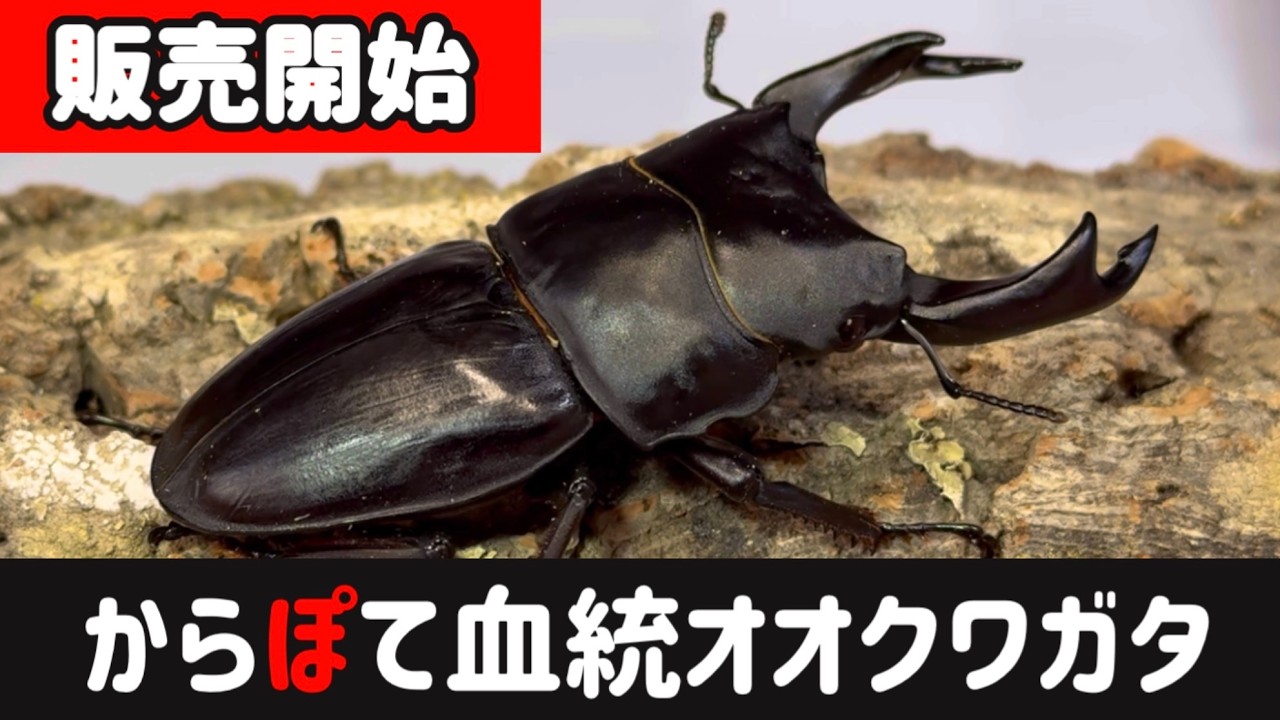 【クワガタネット販売】オオクワガタの販売個体紹介！！メンガタクワガタもいるよ！！