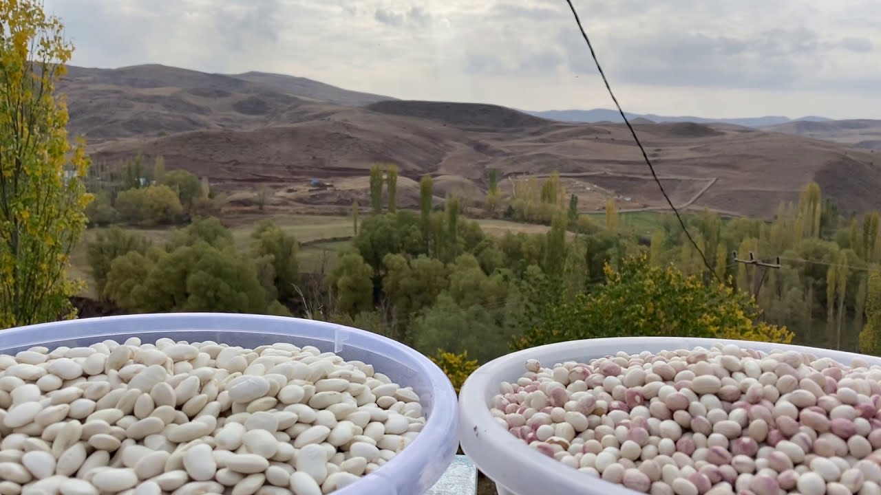 S&uuml;t fasulyesi  #İspirfasulyesi
