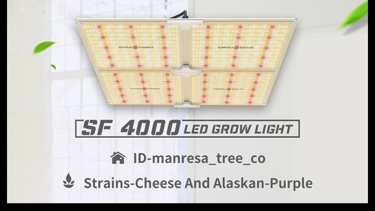 Grow Journal - Spider farmer SF4000 LED Grow light in 4X4 Grow Tent