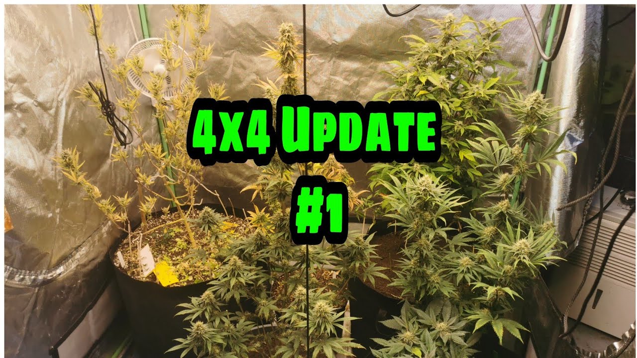 4x4 Garden Update #1 - Spiderfarmer - Mars Hydro - Hive Blockchain Grow Series