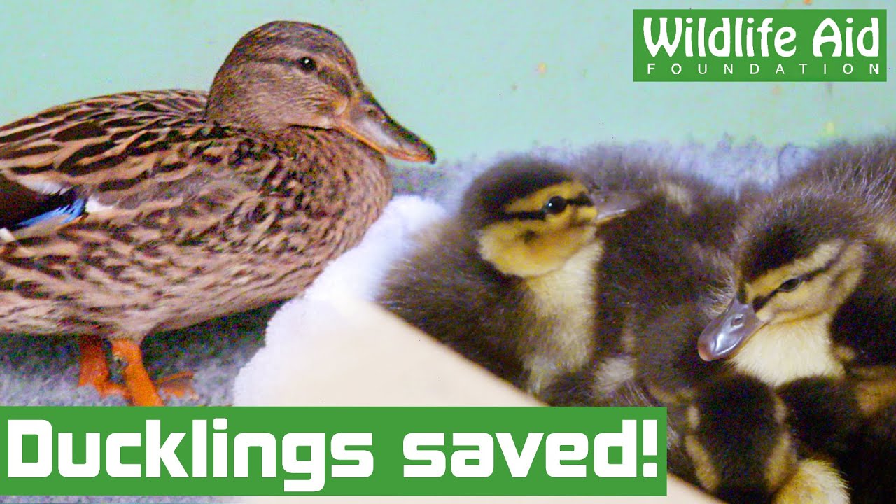 Duck family RESCUED after being hit by a car!
