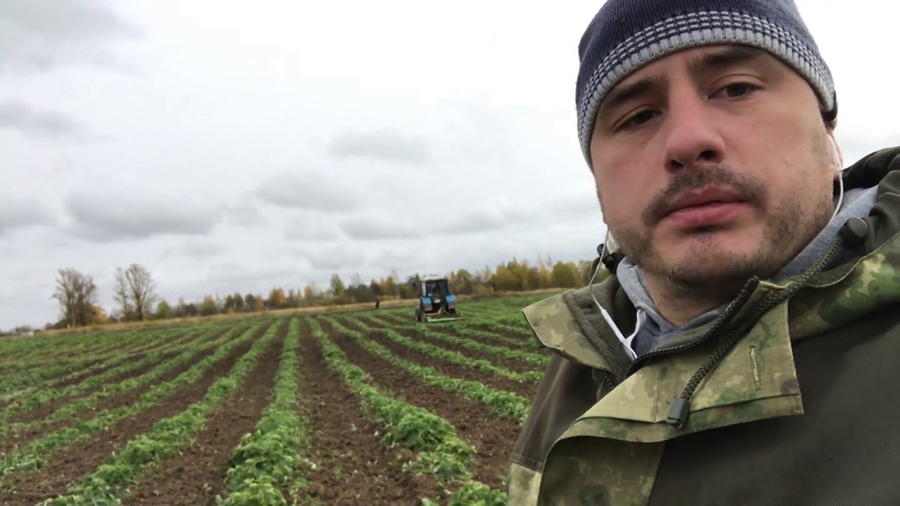 Клубника в открытом грунте. Формирование рядов фрезой BOMET