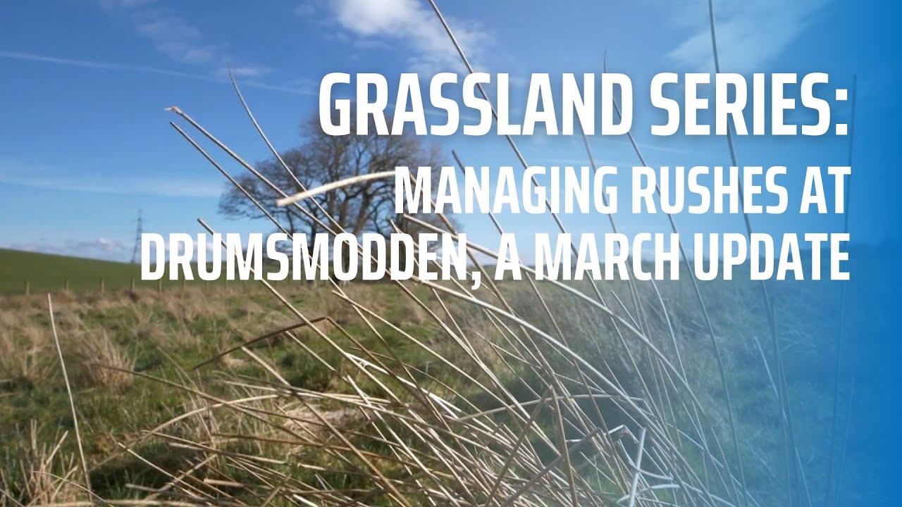 Managing Rushes at Drumsmodden - A March Update