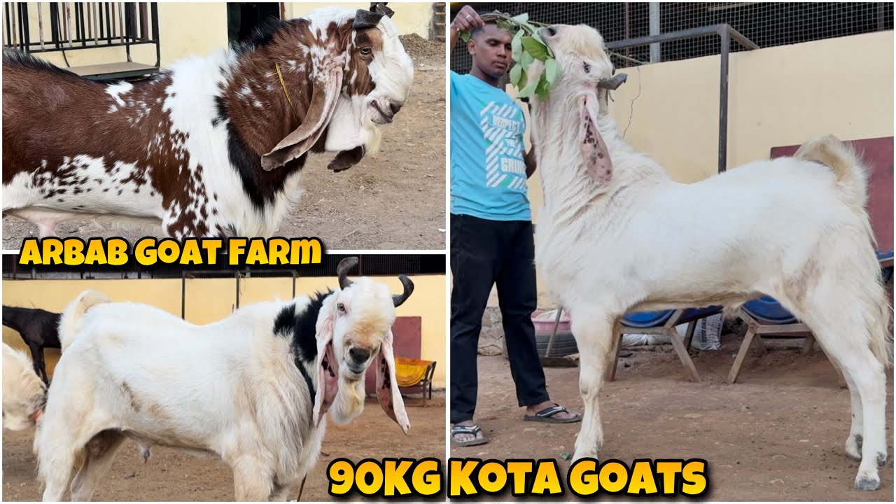 90KG BIG Average KOTA Goats at ARBAB Goat Farm | BEST for 2025 and 2026