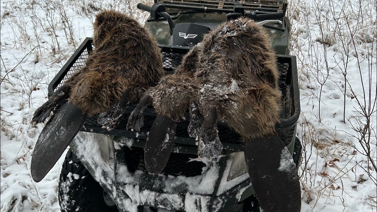 Trapping beaver property you won&rsquo;t believe the mink sign I found