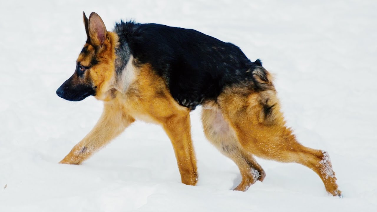 Quasimodo The Hunchback Hound