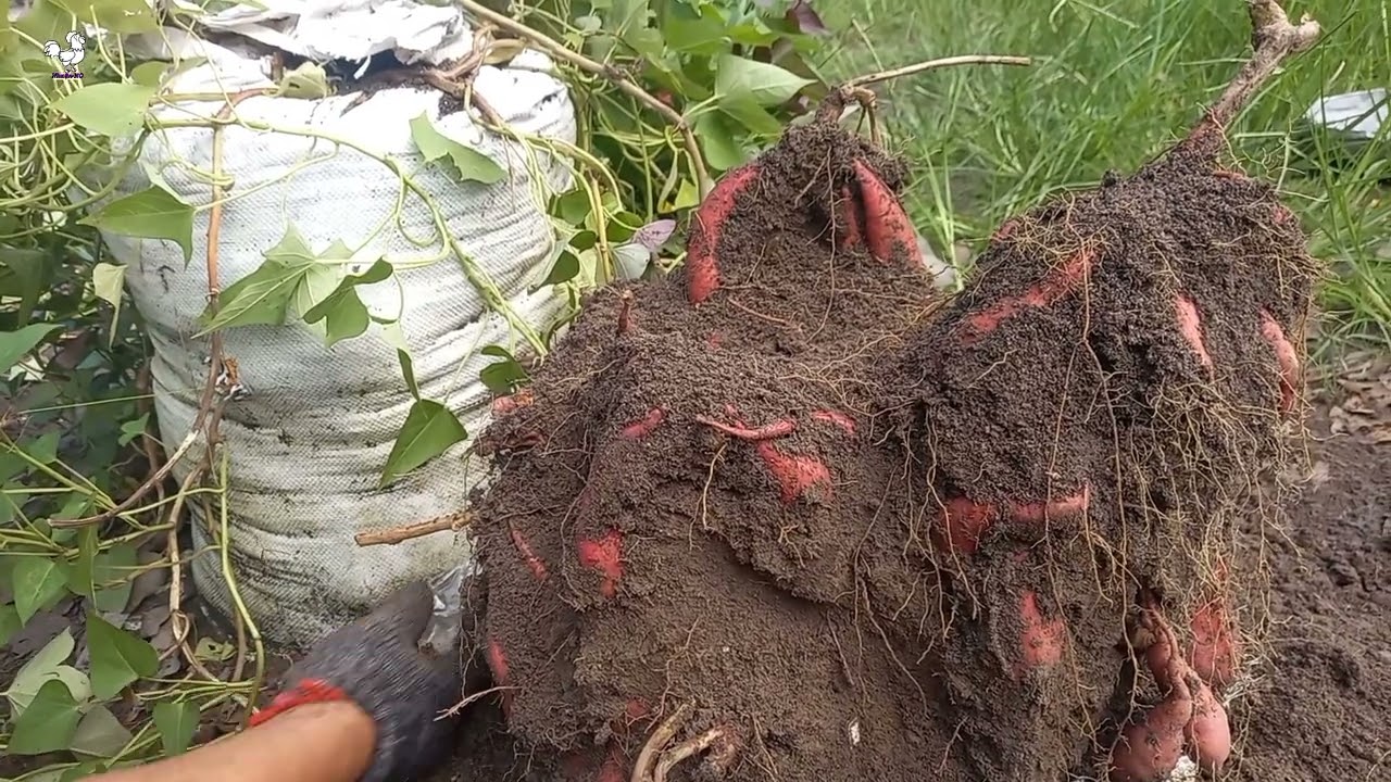 Khoai lang siêu củ