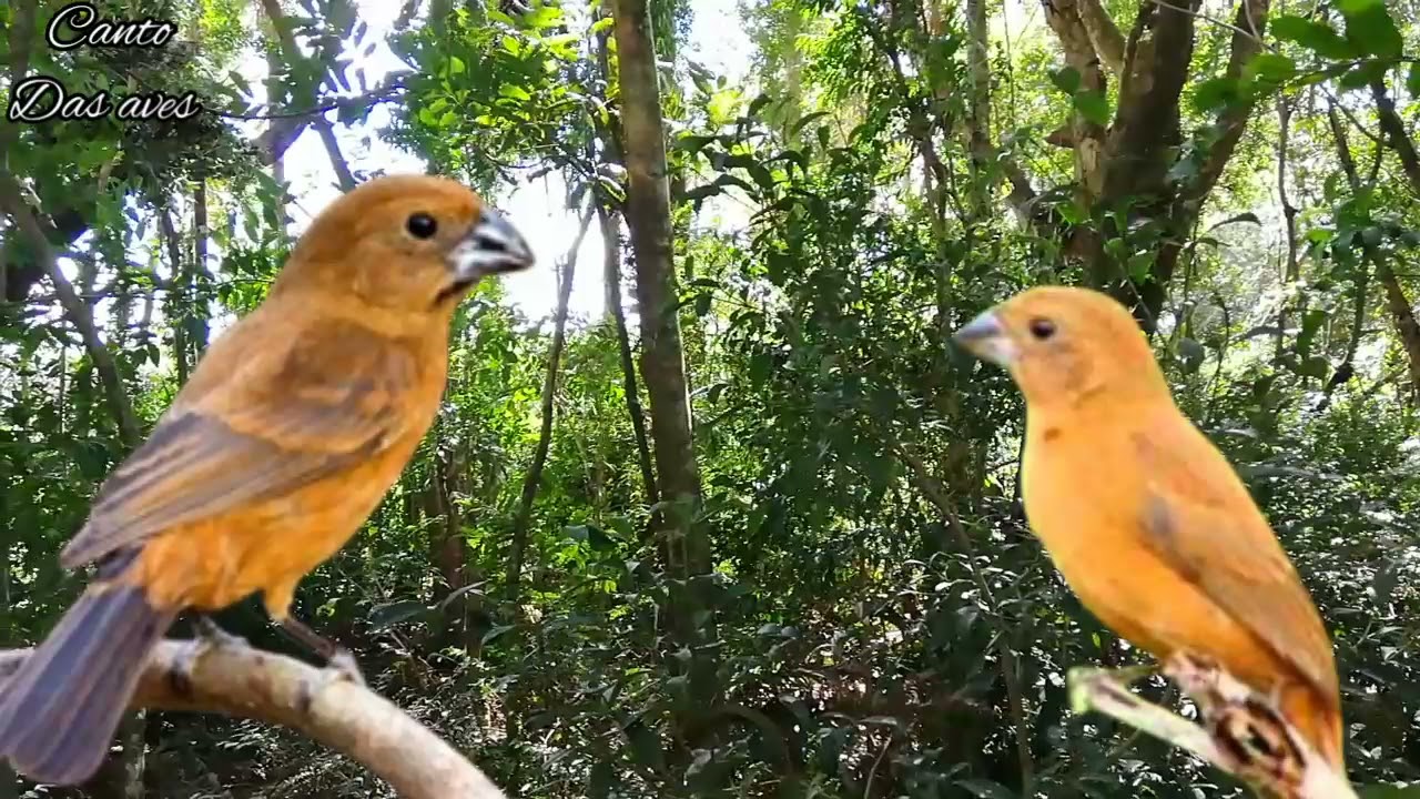 esquente seu azulaõ rápido a melhor fêmea de azulaõ pedindo gala