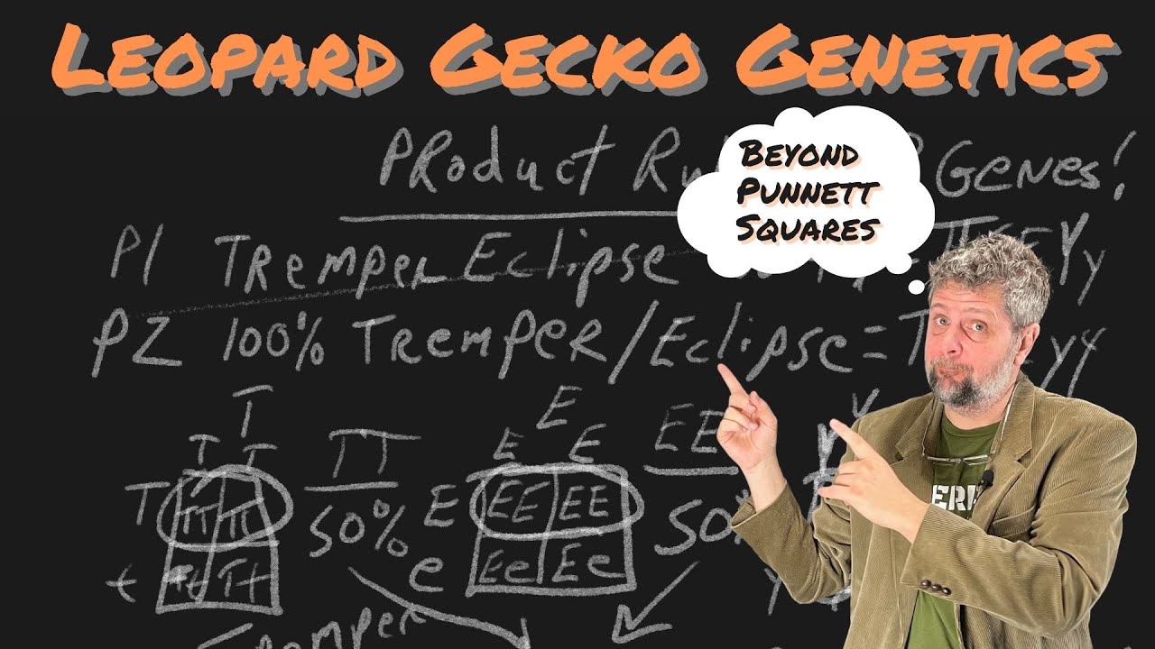 Leopard Gecko Genetics | Beyond Punnett Squares