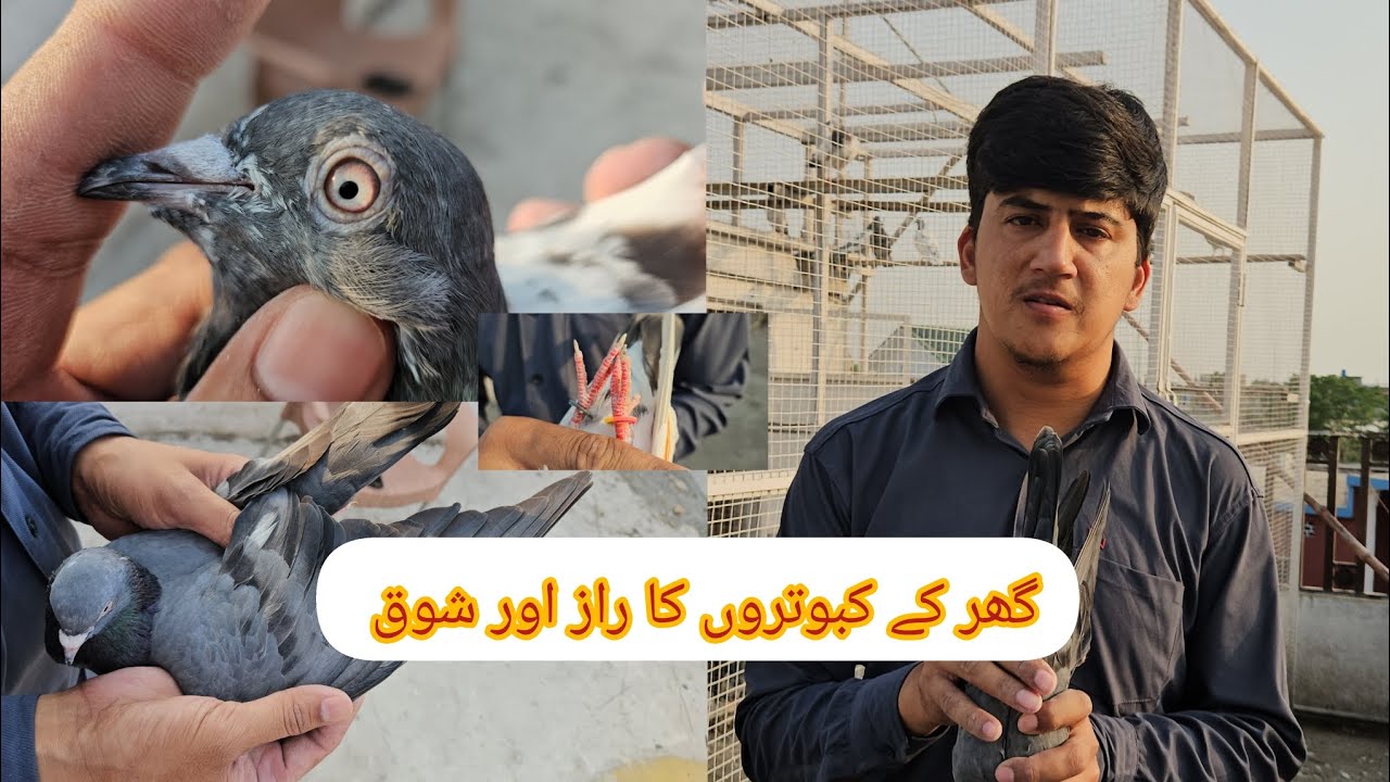 کبوتروں کا شوق: آپ کو کیا جاننا ضروری ہے || صحیح پہچان کیسے کریں | PINDI PIGEON HUB